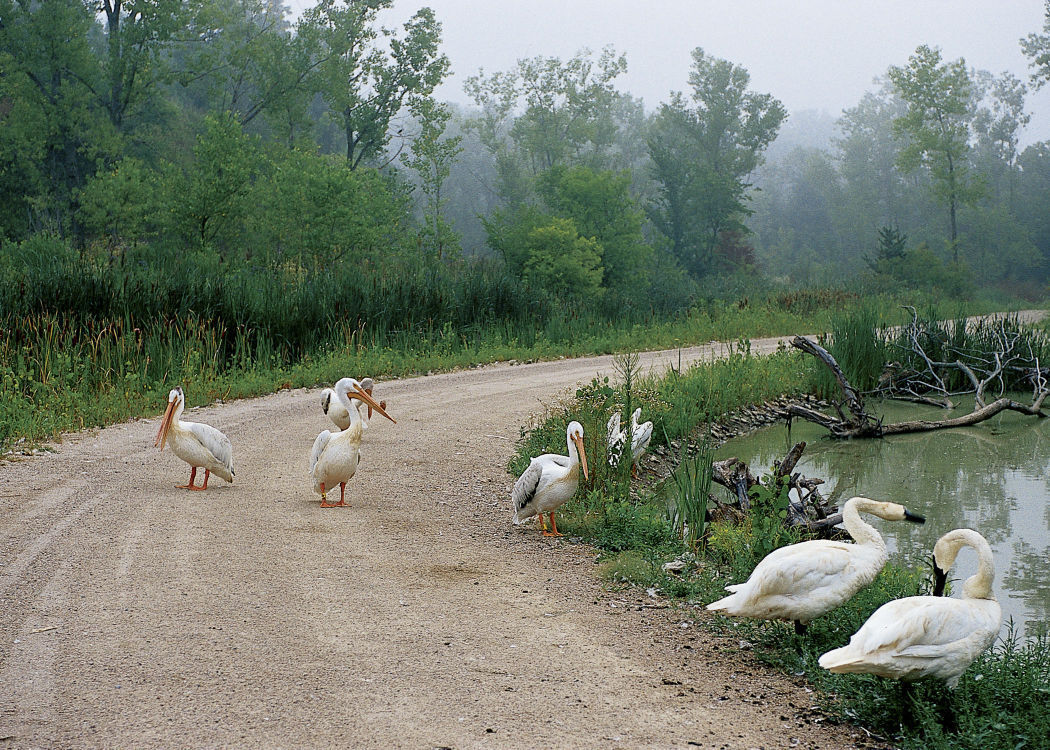 Lee G. Simmons Conservation Park and Wildlife Safari
